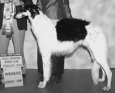 Rocky mountain borzoi store club