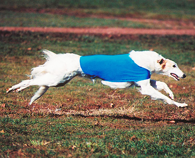 2002 ASFA Lure Coursing Open 1st