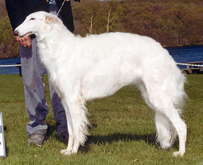 2002 Bitch, Bred by Exhibitor - 3rd