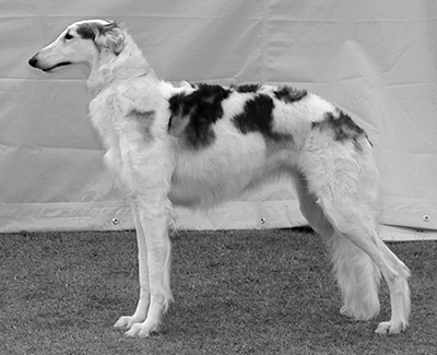 2002 Bitch, Bred by Exhibitor - 4th