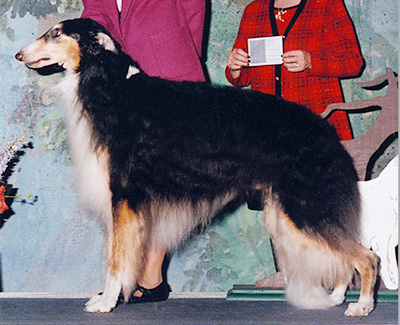 2002 Veteran Sweepstakes Dog, 10 years and over - 1st