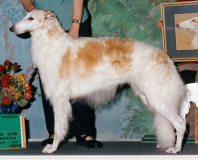 2002 Puppy Sweepstakes Bitch, 15 months and under 18 - 1st