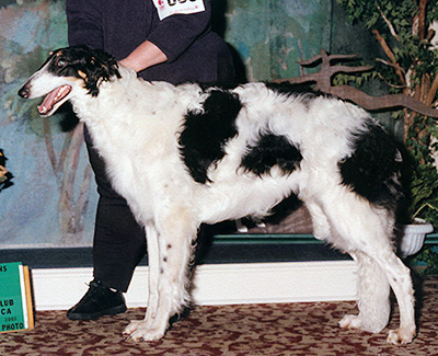 2002 Futurity Junior Dog, 9 months and under 12 - 4th