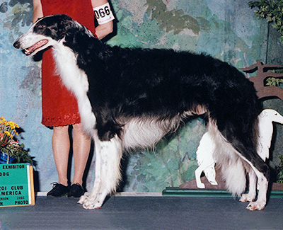 2002 Dog, Bred by Exhibitor - 1st