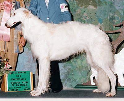 2002 Futurity Dog, 15 months and under 18 - 2nd