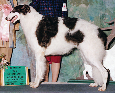 2002 Futurity Dog, 9 months and under 12 - 2nd