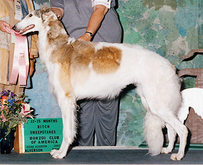 2002 Puppy Sweepstakes Bitch, 12 months and under 15 - 1st