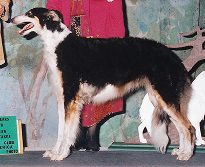 2002 Veteran Sweepstakes Bitch, 9 months and under 12 - 1st