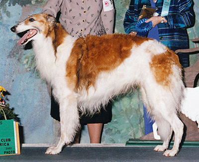 2002 Winners Dog