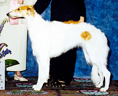 2003 Bitch, Bred by Exhibitor - 3rd