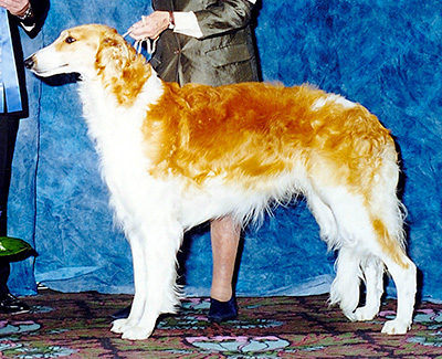 2003 Dog, 12 months and under 18 - 1st