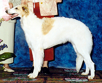 2003 Dog, 6 months and under 9 - 2nd