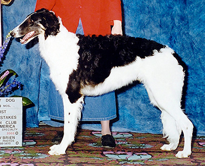 2003 Futurity Junior Dog, 6 months and under 9 - 3rd