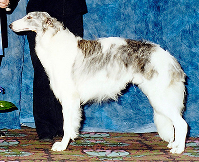 2003 Futurity Junior Dog, 9 months and under 12 - 3rd