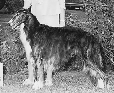 2003 Dog, Bred by Exhibitor - 2nd