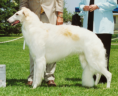 2003 Dog, Open - 3rd