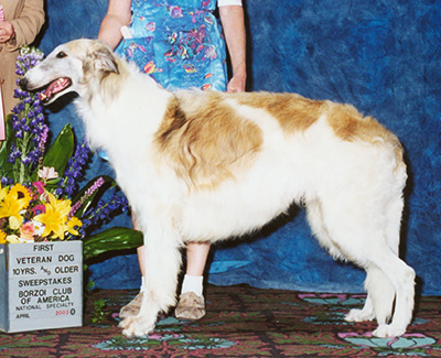 2003 Dog, Veteran Sweepstakes 10 years and older - 1st