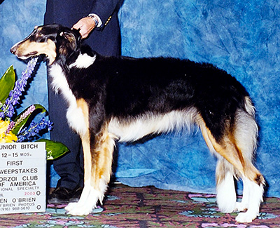2003 Puppy Sweepstakes Bitch, 12 months and under 15 - 1st