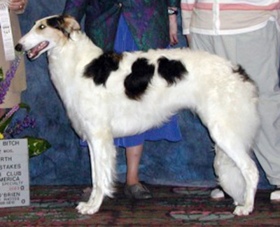 2003 Puppy Sweepstakes Bitch, 9 months and under 12 - 4th