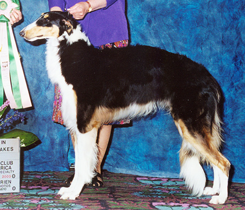 2003 Puppy Sweepstakes Dog, 12 months and under 15 - 1st