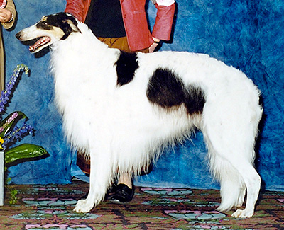 2003 Veteran Sweepstakes Dog, 7 years and under 8 - 1st