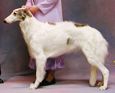 2004 Bitch, Bred by Exhibitor - 2nd