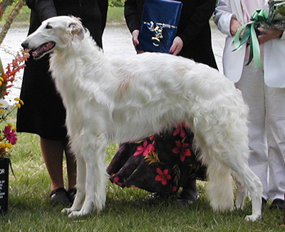 2004 Best Bred By Exhibitor In Specialty