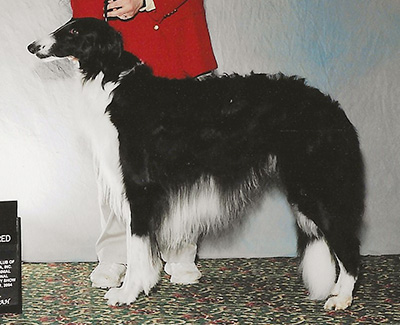 2004 Dog, Amerian Bred - 3rd