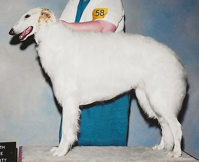 2004 Futurity Dog, 12 months and under 15 - 4th
