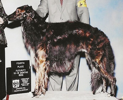 2004 Futurity Dog, 15 months and under 18 - 4th