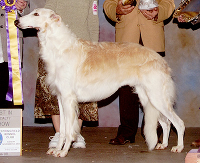 2004 Futurity Dog, 21 months and under 24 - 3rd