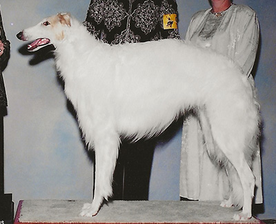 2004 Futurity Dog, 21 months and under 24 - 4th