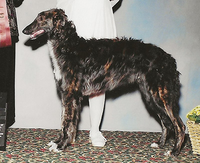 2004 Futurity Dog, 6 months and under 9 - 2nd