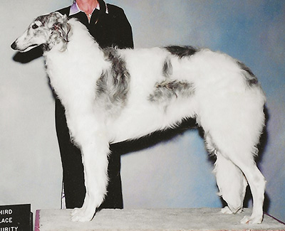 2004 Futurity Dog, 9 months and under 12 - 3rd