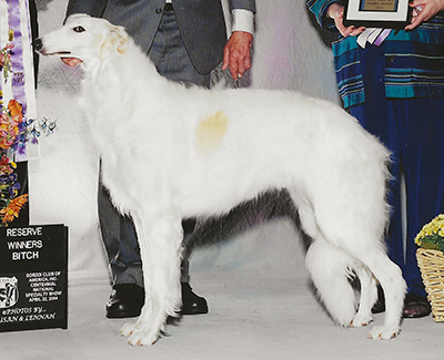 2004 Bitch, Bred by Exhibitor - 1st