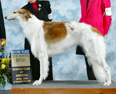 2005 Puppy Sweepstakes Bitch, 15 months and under 18 - 2nd