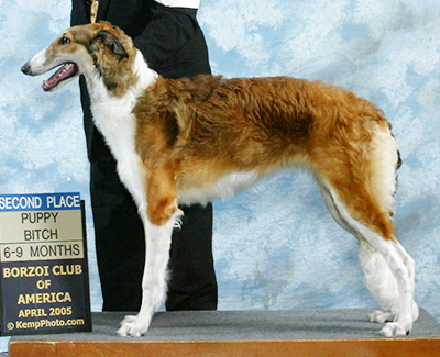 2005 Puppy Sweepstakes Bitch, 6 months and under 9 - 3rd
