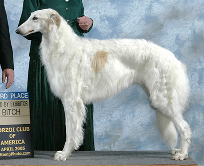 2005 Bitch, Bred by Exhibitor - 3rd