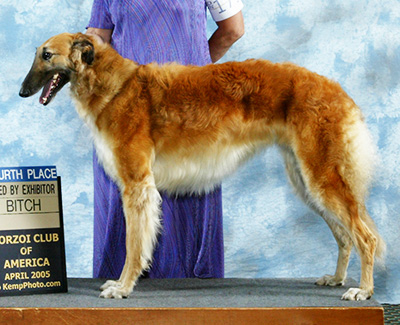 2005 Bitch, Bred by Exhibitor - 4th