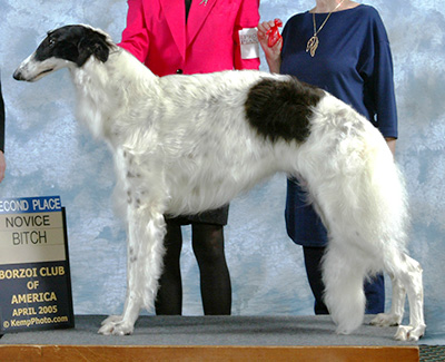 2005 Puppy Sweepstakes Bitch, 12 months and under 15 - 1st