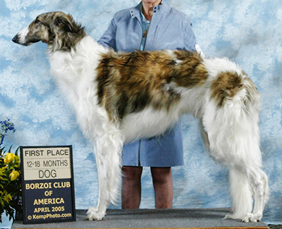 2005 Futurity Dog, 15 months and under 18 - 2nd