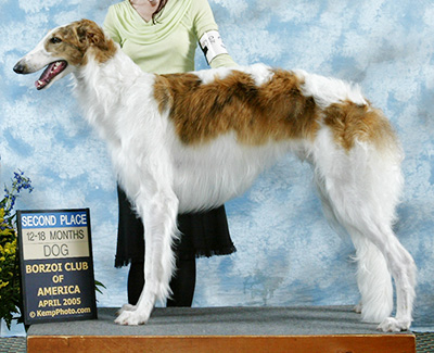 2005 Dog, 12 months and under 18 - 2nd