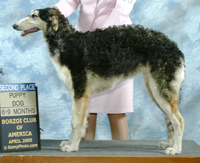 2005 Puppy Sweepstakes Dog, 6 months and under 9 - 1st