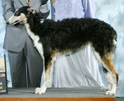 2005 Futurity Dog, 6 months and under 9 - 4th