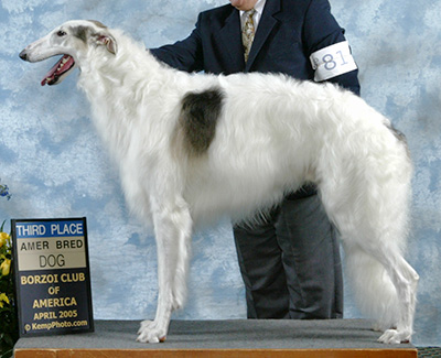 2005 Dog, Amerian Bred - 3rd