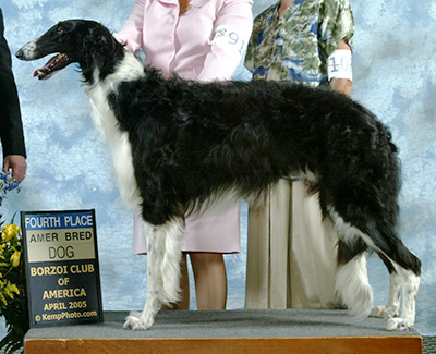 2005 Futurity Dog, 18 months and under 21 - 4th