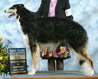 2005 Dog, Bred by Exhibitor - 3rd