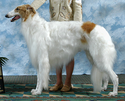 2005 Dog, Bred by Exhibitor - 4th