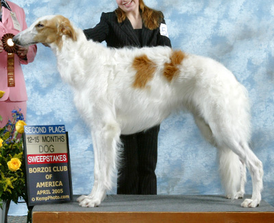2005 Futurity Dog, 12 months and under 15 - 4th