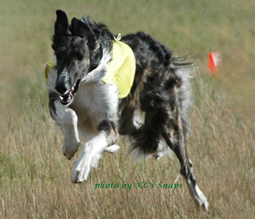 2005 ASFA Lure Coursing - Field Champion Stake 'A' 3rd